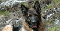 German Shepherd Dog named Tunya